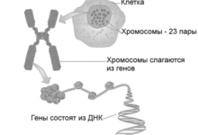 Photo of Генетическое фото: суть и значение