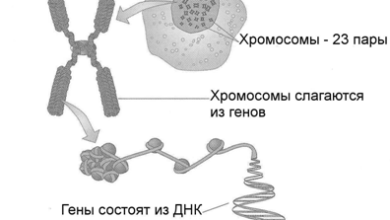 Photo of Генетическое фото: суть и значение